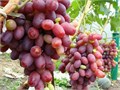 Виноград Ризамат семена 5 шт + Бонус + Рекомендации по посадке БЕСПЛАТНО! 10348