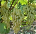 Виноград Дамские Пальчики семена 5 шт + Бонус + Рекомендации по посадке БЕСПЛАТНО! 10349