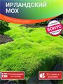 Ирландский Мох семена 30 шт + Бонус + Рекомендации по проращиванию БЕСПЛАТНО 10351