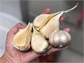 Рокамболь Лук-Чеснок Гигант детки 5шт + Бонус + Рекомендации по посадке БЕСПЛАТНО! 10356