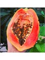 Папайя Красная Вьетнам семена 5 шт + Бонус + Рекомендации по посеву БЕСПЛАТНО! 10360