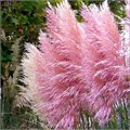 Пампасная Трава Розовая семена более 20 шт + Бонус + Рекомендации по посеву 10364