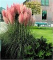 Пампасная Трава Розовая семена более 20 шт + Бонус + Рекомендации по посеву 10364