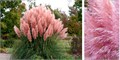 Пампасная Трава Розовая семена более 20 шт + Бонус + Рекомендации по посеву 10364
