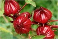 Суданская Роза Каркаде семена 5 шт Hibiscus sabdariffa + Бонус + Рекомендации по проращиванию БЕСПЛАТНО! 10367