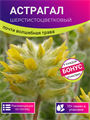 Астрагал Шерстистоцветковый семена 10 шт + Бонус + Рекомендации по посеву БЕСПЛАТНО! 10372