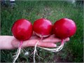 Редис ГИГАНТ семена 20 шт + Бонус + Рекомендации по посадке БЕСПЛАТНО! 10373