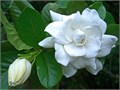 Гардения Жасминовидная семена 5 шт + Бонус + Рекомендации по проращиванию БЕСПЛАТНО 10377