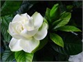 Гардения Жасминовидная семена 5 шт + Бонус + Рекомендации по проращиванию БЕСПЛАТНО 10377