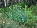 Лук Алтайский семена более 10шт + Бонус + Рекомендации по посадке БЕСПЛАТНО! 10378