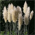 Пампасная Трава Серебро семена более 20 шт + Бонус + Рекомендации по посеву 10381