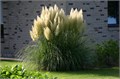Пампасная Трава Серебро семена более 20 шт + Бонус + Рекомендации по посеву 10381