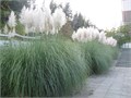 Пампасная Трава Серебро семена более 20 шт + Бонус + Рекомендации по посеву 10381