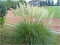 Пампасная Трава Серебро семена более 20 шт + Бонус + Рекомендации по посеву 10381