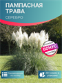Пампасная Трава Серебро семена более 20 шт + Бонус + Рекомендации по посеву 10381
