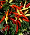 Перчик Комнатный Языки Дракона семена 5 шт + Бонус + Рекомендации по посеву 10385