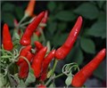 Перчик Комнатный Языки Дракона семена 5 шт + Бонус + Рекомендации по посеву 10385