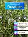 Розмарин Лекарственный Комнатный семена более 10шт + Бонус + Рекомендации по посеву БЕСПЛАТНО! 10391