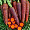 Морковь Пурпурная Супер Витаминная семена более 20шт + Бонус + Рекомендации по посеву БЕСПЛАТНО! 10393