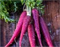 Морковь Пурпурная Супер Витаминная семена более 20шт + Бонус + Рекомендации по посеву БЕСПЛАТНО! 10393