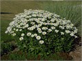 Ромашка Садовая Многолетняя семена более 500 шт + Бонус + Рекомендации по посеву БЕСПЛАТНО! 10407