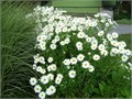 Ромашка Садовая Многолетняя семена более 500 шт + Бонус + Рекомендации по посеву БЕСПЛАТНО! 10407