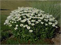 Ромашка Садовая Многолетняя семена более 200 шт + Бонус + Рекомендации по посеву! 10408