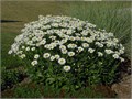Ромашка Садовая Многолетняя семена более 100 шт + Бонус + Рекомендации по посеву БЕСПЛАТНО! 10409