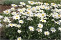 Ромашка Садовая Многолетняя семена более 100 шт + Бонус + Рекомендации по посеву БЕСПЛАТНО! 10409