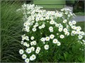 Ромашка Садовая Многолетняя семена более 100 шт + Бонус + Рекомендации по посеву БЕСПЛАТНО! 10409