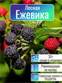 Ежевика Лесная семена 30 шт + Бонус + Рекомендации по посадке БЕСПЛАТНО! 10410