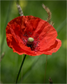 Мак Красный Самосейка семена 200 шт + Бонус + Рекомендации по посеву БЕСПЛАТНО! 10411