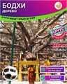 Дерево Бодхи семена 2шт + Бонус + Инструкции по посеву БЕСПЛАТНО! 10415