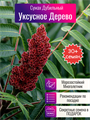 Уксусное Дерево семена 30+шт Сумах Дубильный + Бонус + Рекомендации по посеву БЕСПЛАТНО 10424