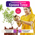 Кришна Тулси семена 5 шт Священный Базилик Ocimum sanctum + Бонус + Рекомендации по посадке 10427