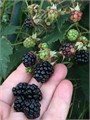 Черная Малина Кумберленд семена 15 шт + Бонус + Рекомендации по проращиванию 10433