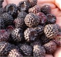 Черная Малина Кумберленд семена 15 шт + Бонус + Рекомендации по проращиванию 10433
