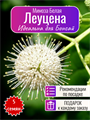Белая Мимоза Леуцена семена 5 шт Идеальна для Бонсай + Бонус + Рекомендации по посеву 10442