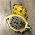 ПИтахайя Желтая семена 10 шт + Бонус + Рекомендации по проращиванию 10443